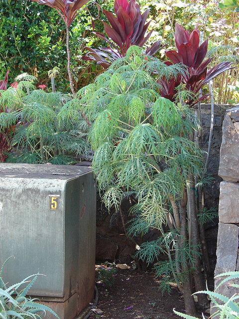 Arbre corail