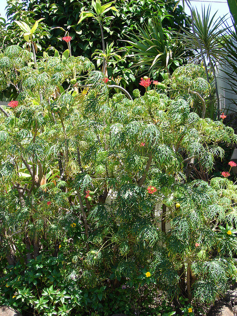 Arbre corail