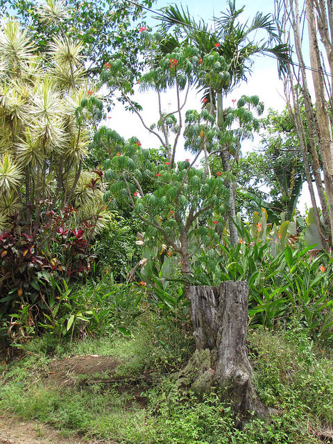 Arbre corail