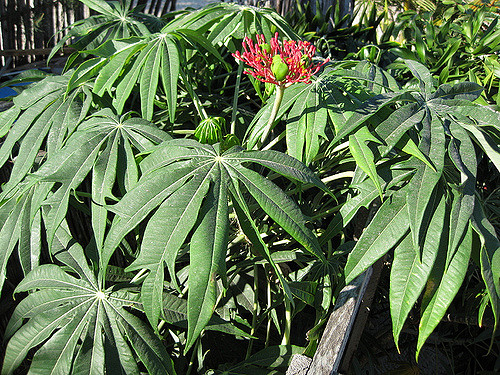 Arbre corail (Jatropha multifida)