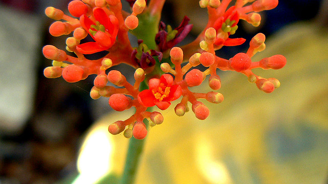 Jatropha