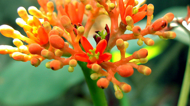 Jatropha