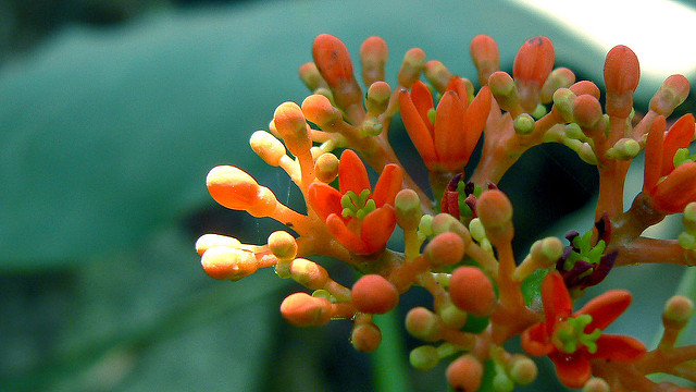 Jatropha
