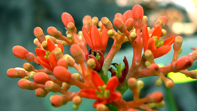Jatropha