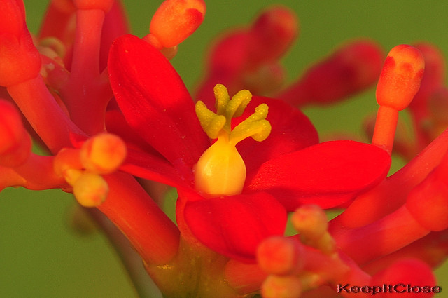 Jatropha