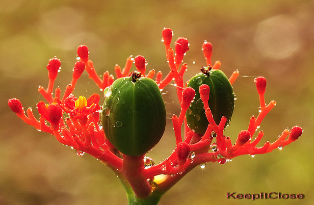 Jatropha (Jatropha podagrica)