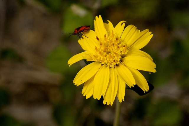 Jefea brevifolia