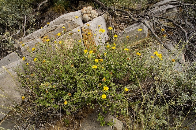 Jefea brevifolia
