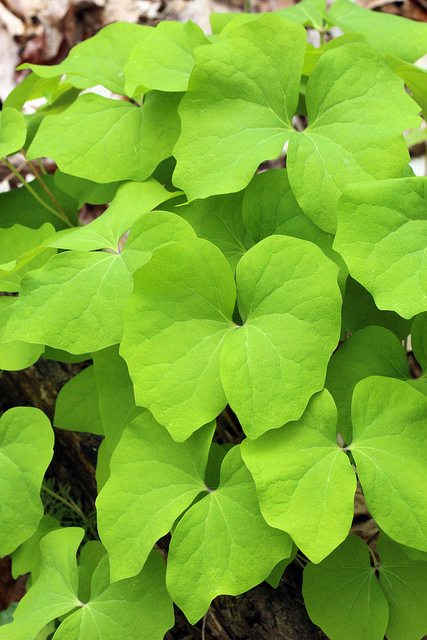Jeffersonia diphylla (Jeffersonia diphylla)