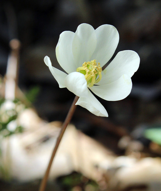 Jeffersonia diphylla