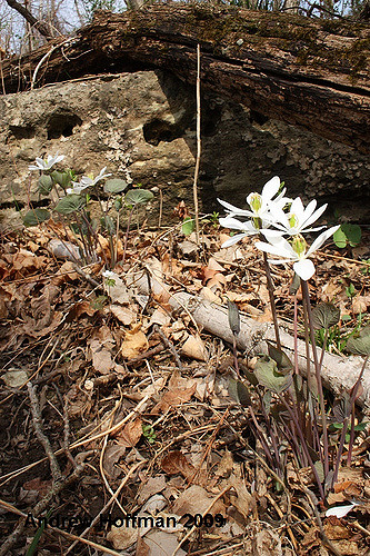 Jeffersonia diphylla