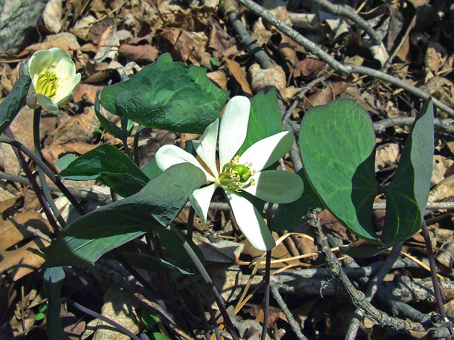 Jeffersonia diphylla