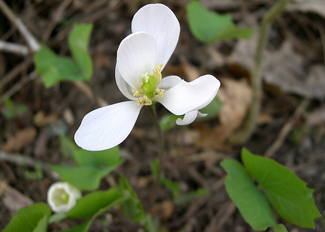 Jeffersonia diphylla
