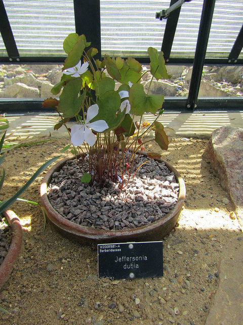 Plagiorhegma dubium