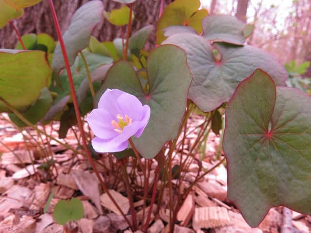 Plagiorhegma dubium