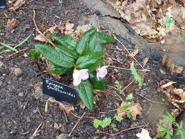 Plagiorhegma dubium (Jeffersonia dubia)
