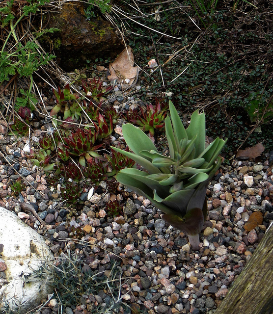 Joubarbe des sables (Jovibarba sobolifera)