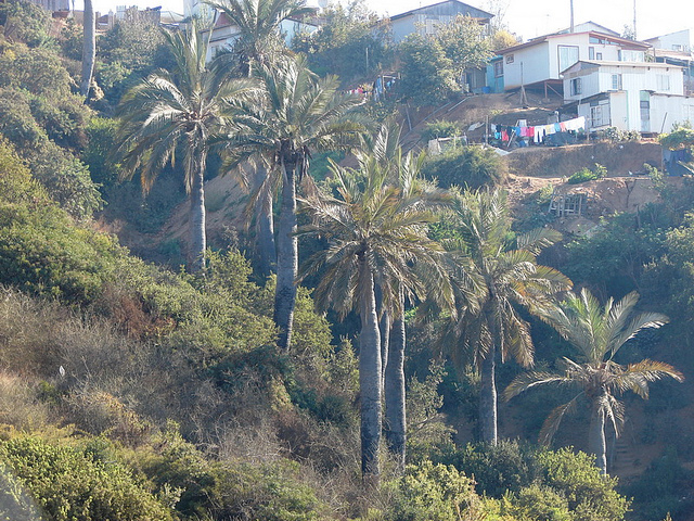 Cocotier du chili (Jubaea chilensis)