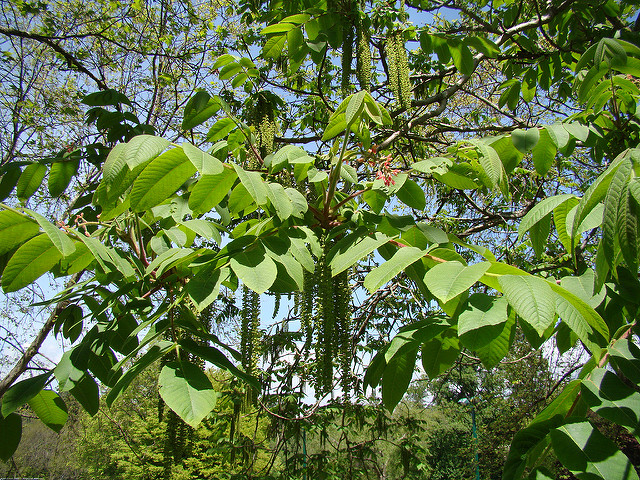 Noyer du japon (Juglans ailanthifolia)