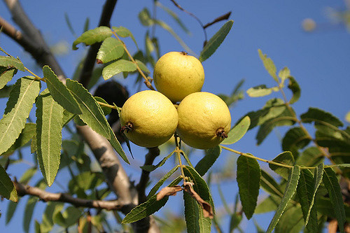 Noyer de californie (Juglans californica)