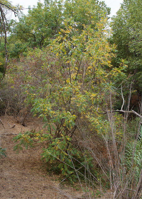 Noyer de hind (Juglans hindsii)