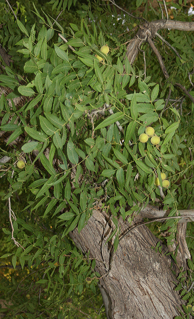 Juglans major