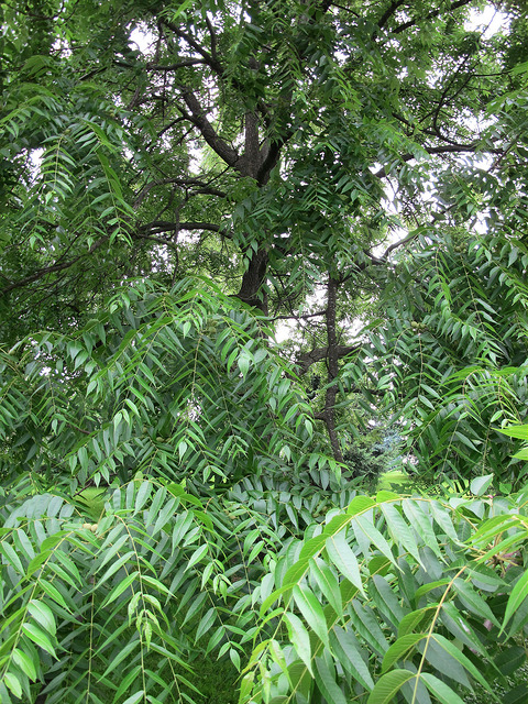 Juglans nigra