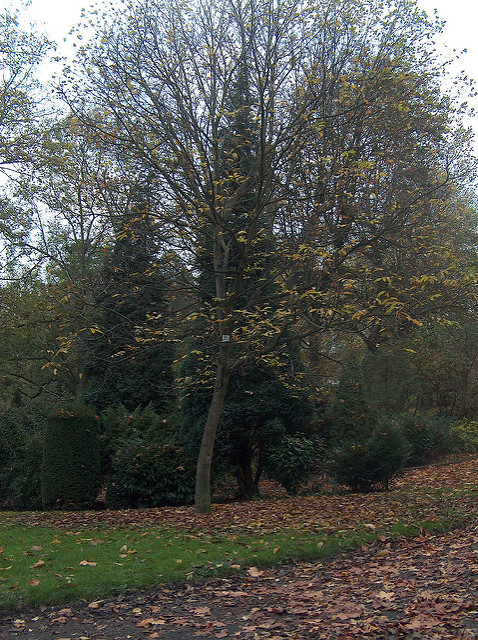 Juglans nigra