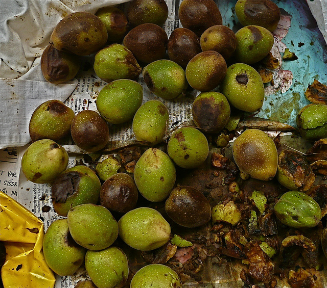 Juglans nigra