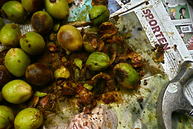 Juglans nigra