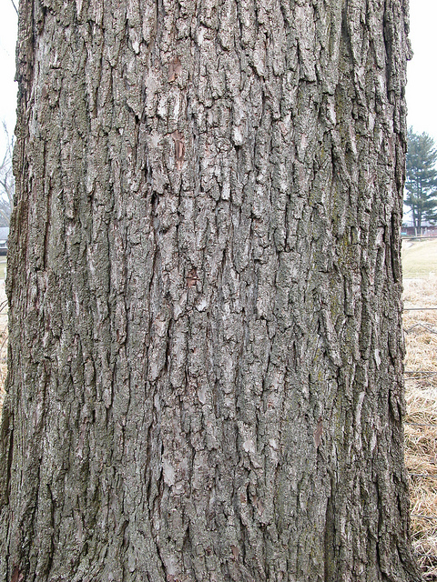 Juglans nigra