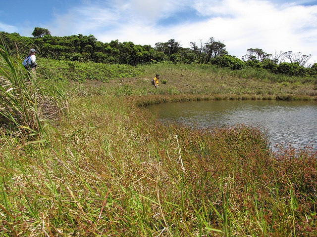 Juncus acuminatus