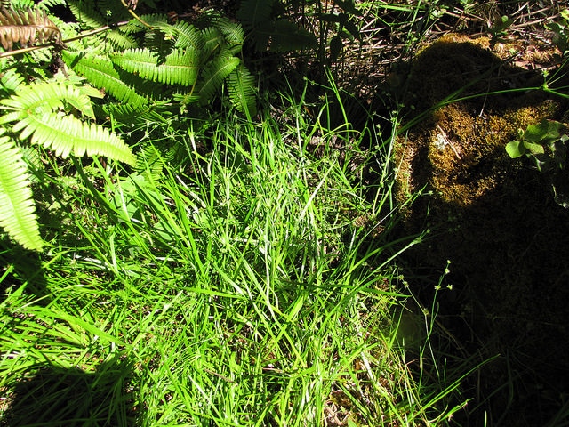 Juncus acuminatus