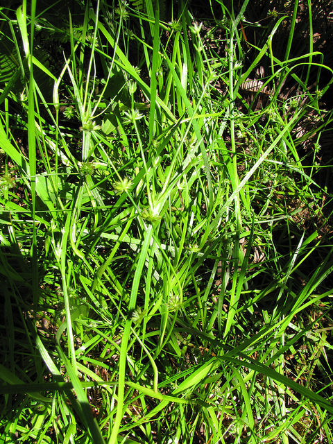 Juncus acuminatus