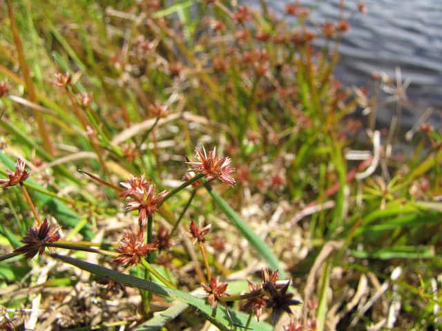 Juncus acuminatus
