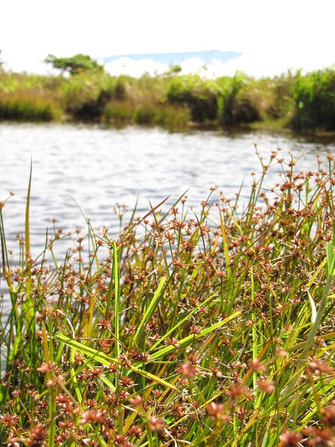 Juncus acuminatus