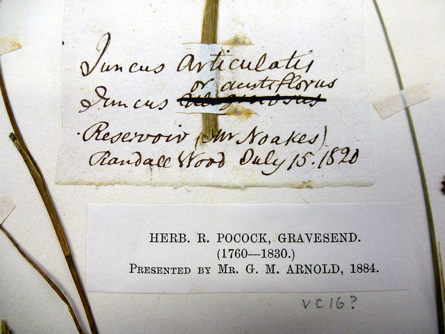 Jonc à fleurs aiguës