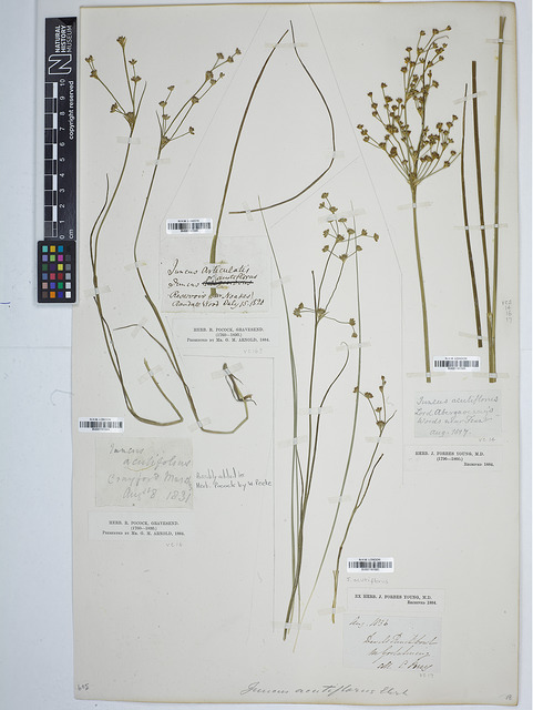 Jonc à fleurs aiguës