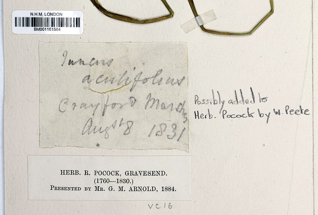 Jonc à fleurs aiguës (Juncus acutiflorus)