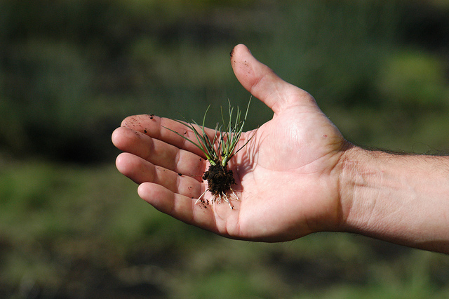 Jonc à tépales pointus (Juncus acutus)