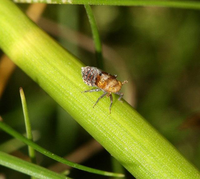 Jonc à deux faces (Juncus anceps)