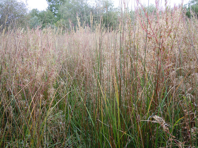 Jonc arctique (Juncus arcticus)