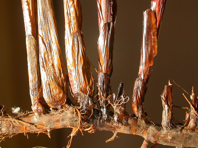 Jonc des pyrénées (Juncus balticus)