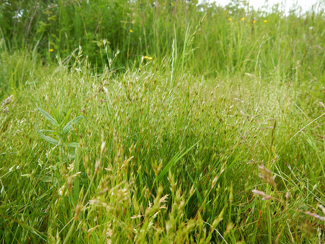 Jonc des crapauds (Juncus bufonius)