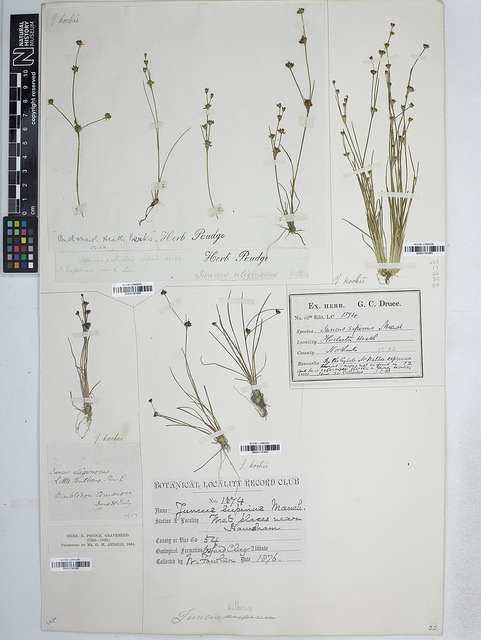 Jonc bulbeux (Juncus bulbosus)