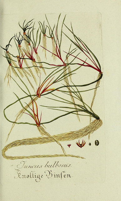 Jonc bulbeux