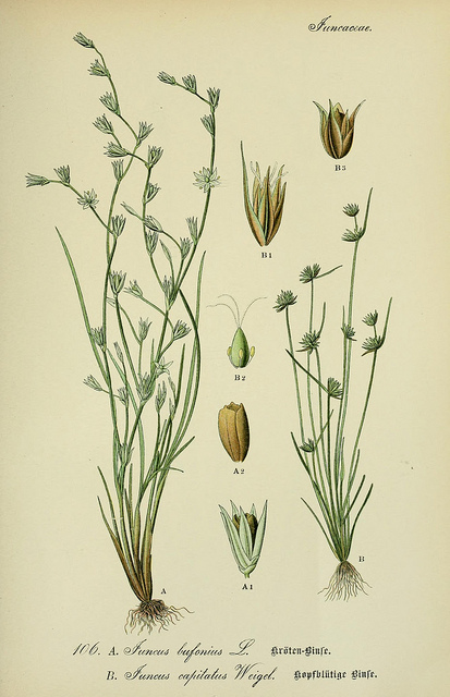 Jonc à inflorescences globuleuses (Juncus capitatus)