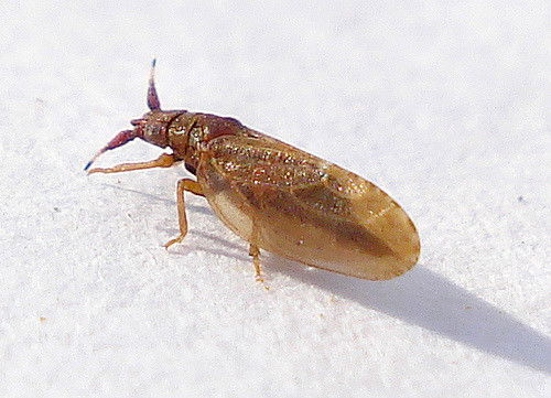 Jonc aggloméré