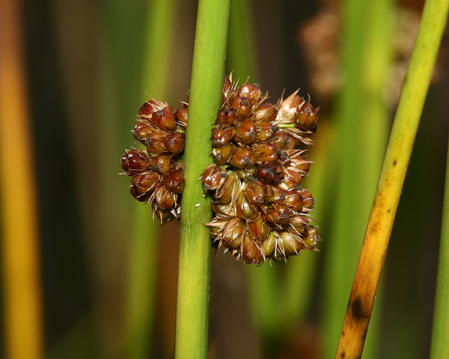 Jonc aggloméré (Juncus conglomeratus)