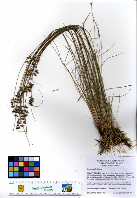 Juncus dudleyi